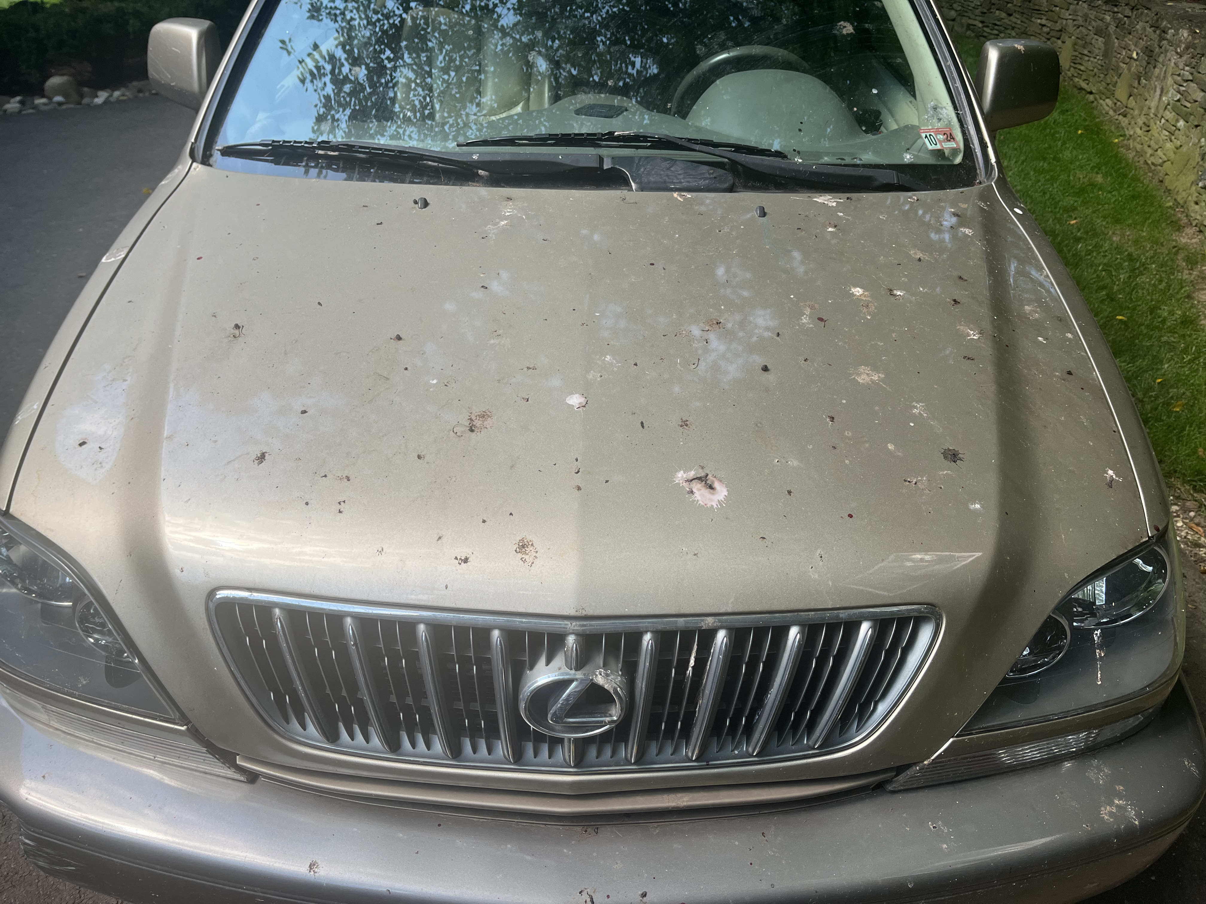 Lexus hood covered in tree sap, pollen, and debris before detailing